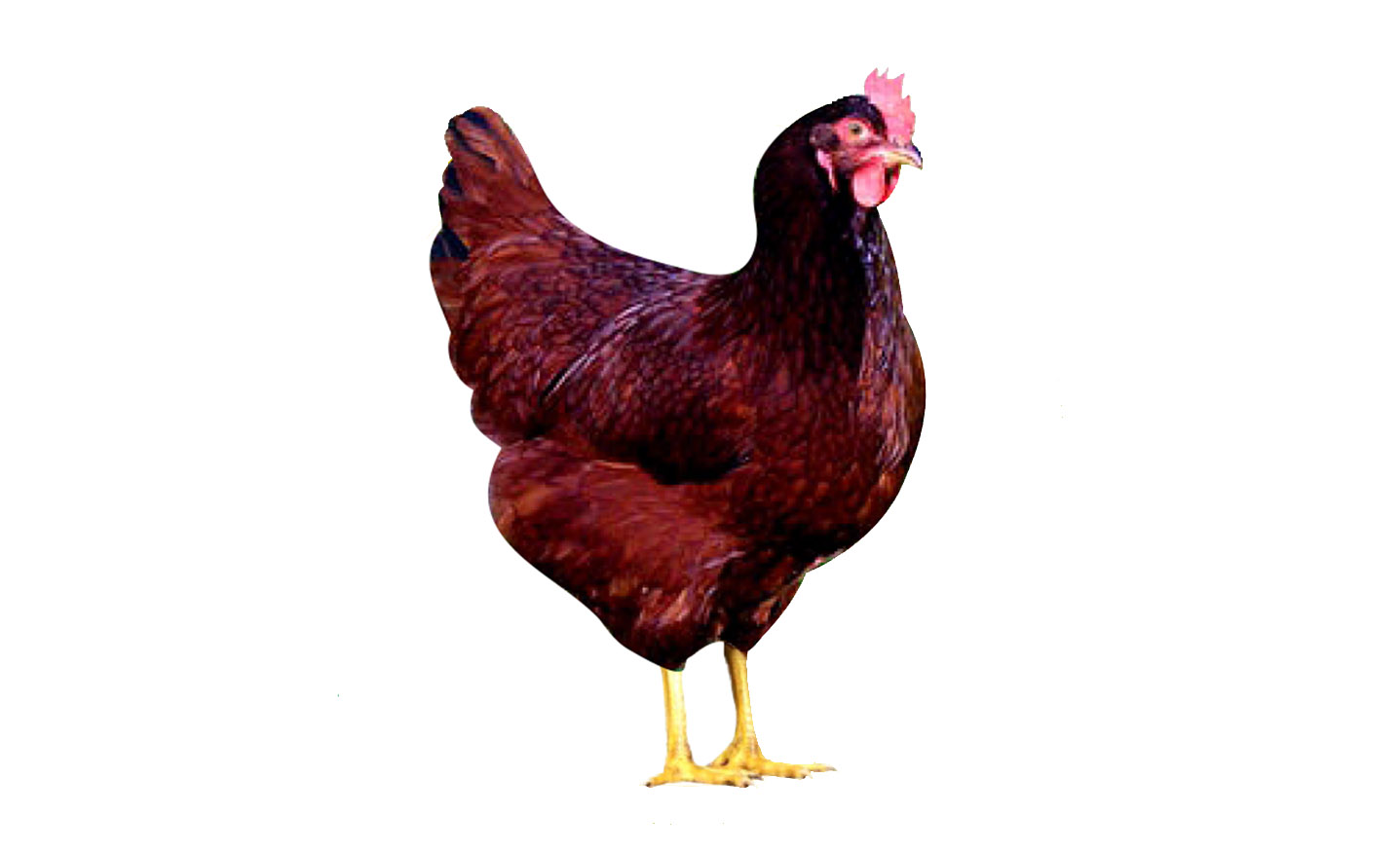 <center>Embrapa 051</center>